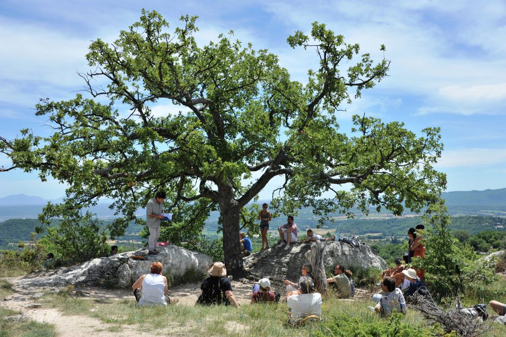 arbre dans les mourres forcalquier