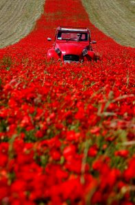 deux chevaux dans les fleurs