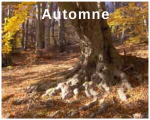automne